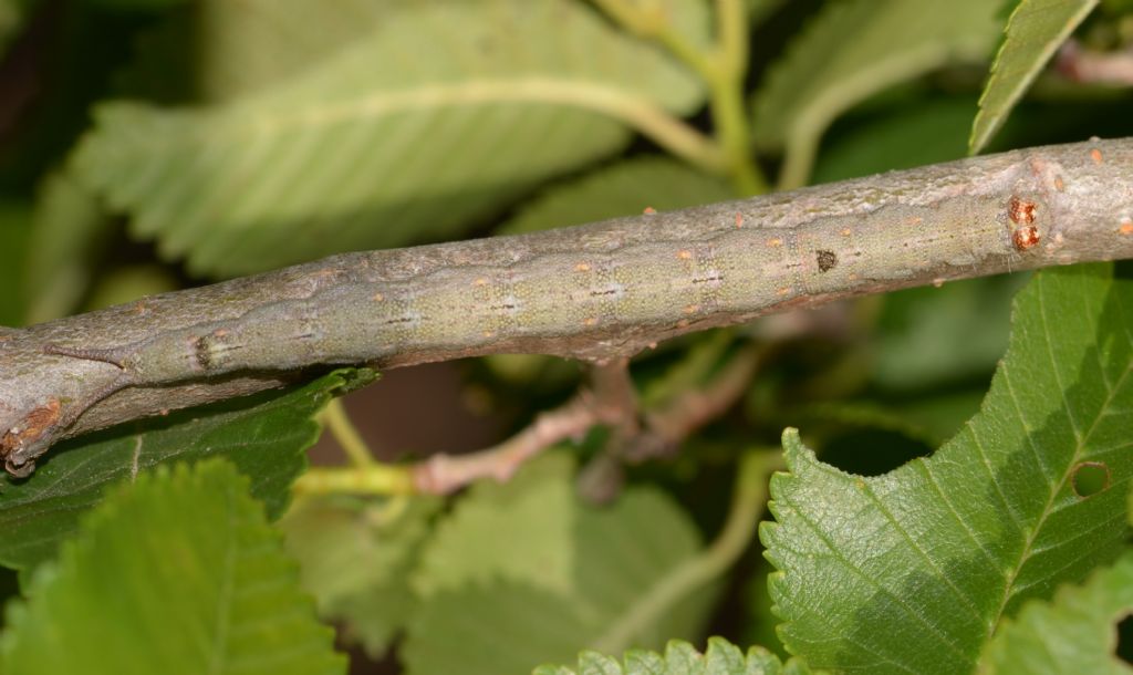 Bruco di Dicranura ulmi  (Notodontidae)